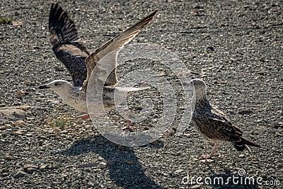 Two young seagulls Larus marinus on a pebble beach. Stock Photo