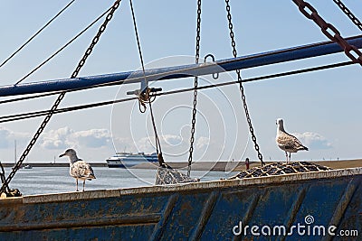 Two young seagulls on an old fishing boat Stock Photo