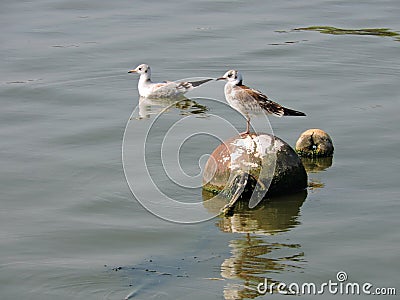 Two young seagulls Stock Photo