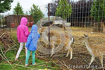 Two young sisters feeding wild deers at a zoo on rainy summer day. Children watching reindeers on a farm Stock Photo