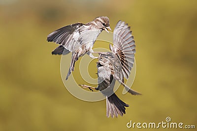 Two young Sparrow put up a fight Stock Photo