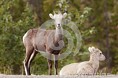 Two young Stone Sheep Ovis dalli stonei watching Stock Photo