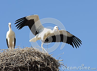 Two Young Storks Scenery Stock Photo