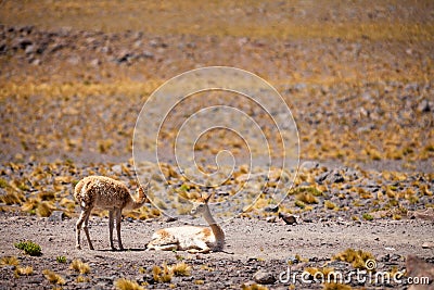 VicuÃ±a in the Chilean Altiplano Stock Photo