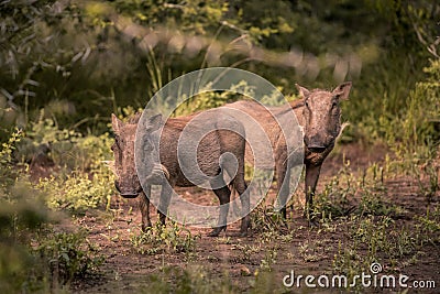 Two young warthogs stand in a clearing in Umkhuze Game Reserve Stock Photo