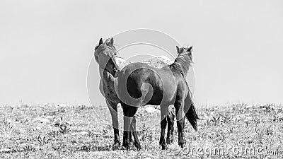 Two young wild horses grooming each other in the Pryor Mountains in Wyoming in the USA - black and white Stock Photo