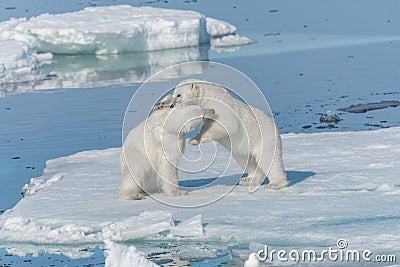 Two young wild polar bear cubs playing on pack ice in Arctic sea, north of Svalbard Stock Photo