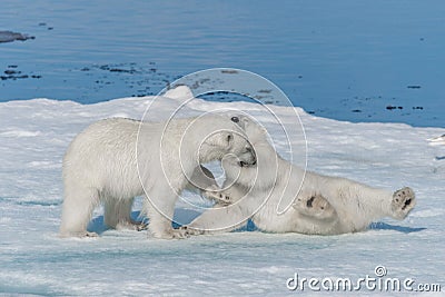 Two young wild polar bear cubs playing on pack ice in Arctic sea, north of Svalbard Stock Photo