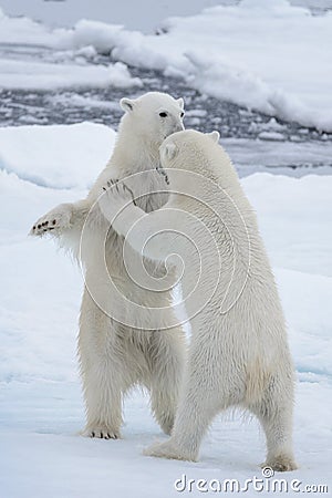 Two young wild polar bears playing on pack ice Stock Photo