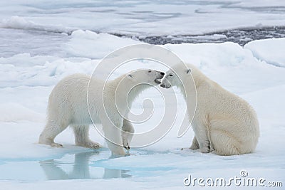 Two young wild polar bears playing on pack ice Stock Photo