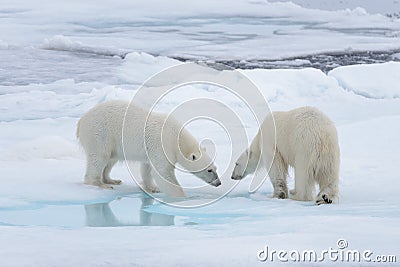 Two young wild polar bears playing on pack ice Stock Photo