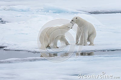 Two young wild polar bears playing on pack ice Stock Photo