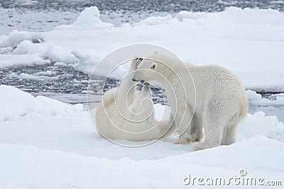 Two young wild polar bears playing on pack ice Stock Photo