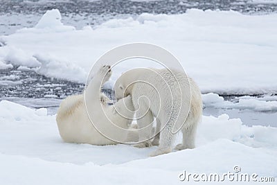 Two young wild polar bears playing on pack ice Stock Photo