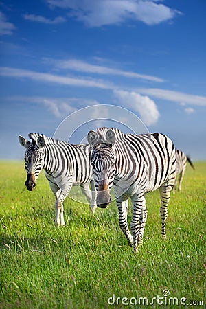 Two zebra close up Stock Photo