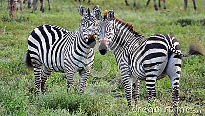 Two Zebras Stock Photo