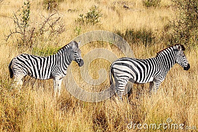 Two Zebras Stock Photo