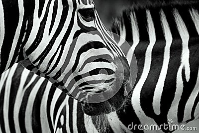 Two Zebras Stock Photo