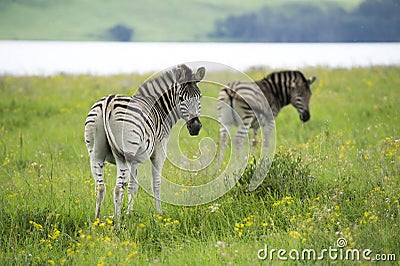 Two zebras alongside a lake Stock Photo