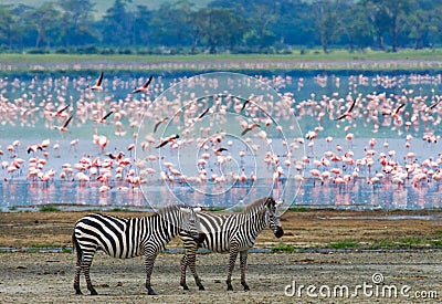 Two zebras in the background flamingo. Kenya. Tanzania. National Park. Serengeti. Maasai Mara. Cartoon Illustration