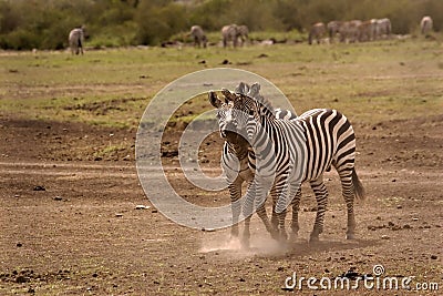 Two zebras cuddling Stock Photo