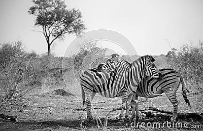 Two zebras cuddling in Black and White Stock Photo