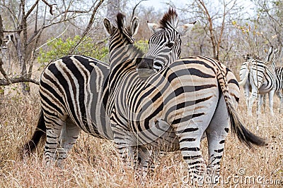 Two Zebras Cuddling Stock Photo