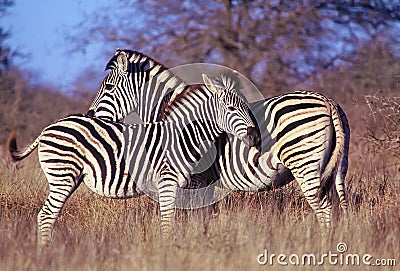 Two zebras, mother & baby Stock Photo