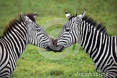 Two zebras playing with each other. Kenya. Tanzania. National Park. Serengeti. Maasai Mara. Cartoon Illustration