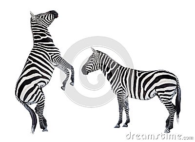 Two zebras playing. Stock Photo