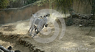 Two zebras running Stock Photo