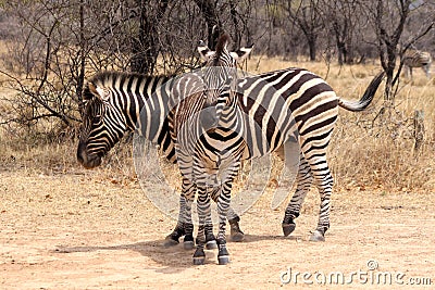 Two Zebras Standing in T-Shape Stock Photo