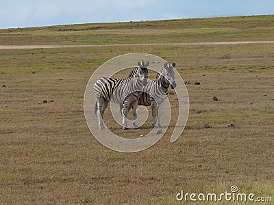 Two zebras standing together Stock Photo