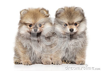 Two Zwerg Spitz puppies on a white background Stock Photo