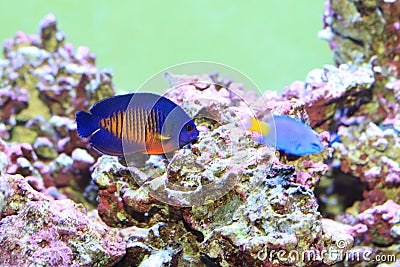 Twospined Angelfish Stock Photo