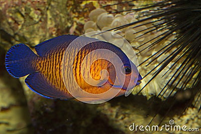 The twospined angelfish, dusky ang, elfish, or coral beauty Centropyge bispinosa. Stock Photo