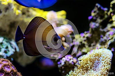 Twotone brown tang fish - Zebrasoma scopas Stock Photo