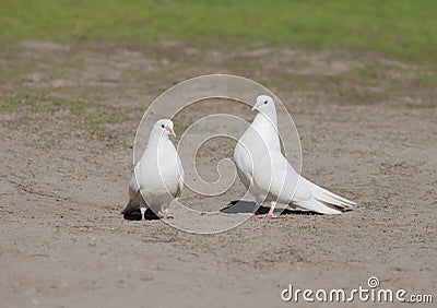 Twu white doves Stock Photo