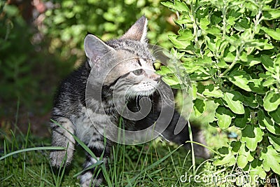 TYGER and Chrysanthemums: Tabby Kitten Explores the Garden Stock Photo