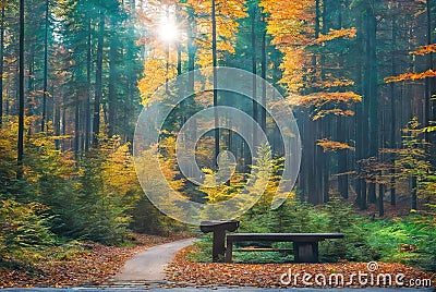 Tyndall phenomenon light produced by sunlight entering a dense forest Stock Photo