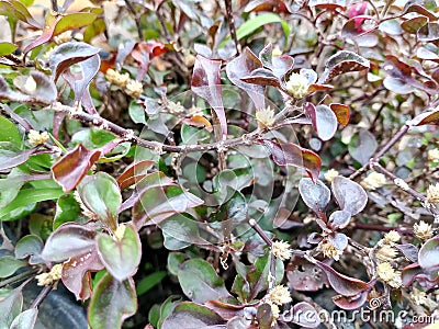 a type of creeping flower with red and purple leaves Stock Photo