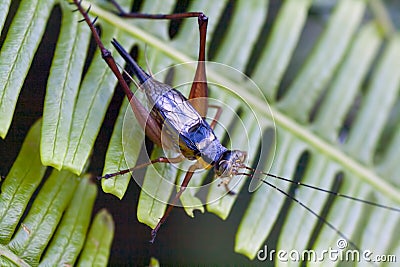 A type of Crickets from the family Gryllidae Stock Photo