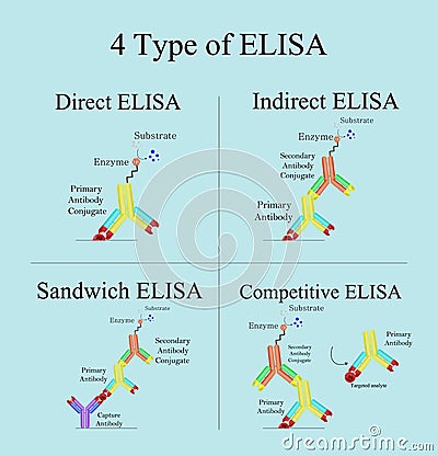 Type of ELISA concept infographic Stock Photo