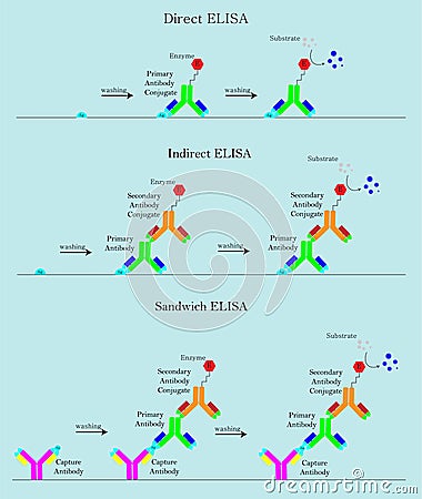 3 type ELISA in science laboratory Vector Illustration