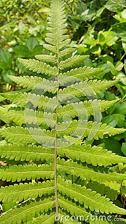 a type of fern whose leaves have a texture Stock Photo