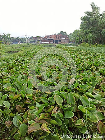 This is a type of plant that grows in fish ponds, namely centongan Stock Photo