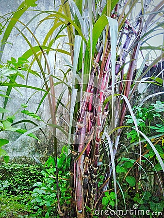 a type of purple sugarcane tree Stock Photo