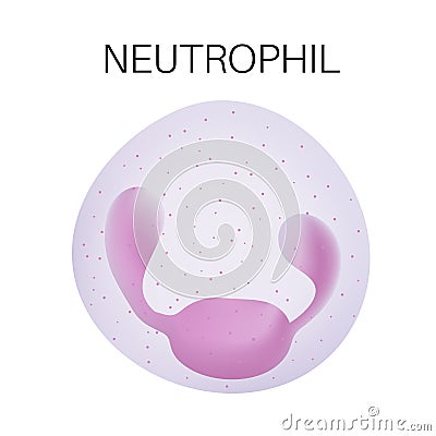 Type of white blood cell - Neutrophil Vector Illustration