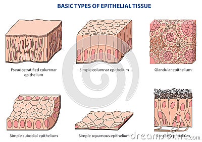 Epithelial tissue Vector Illustration