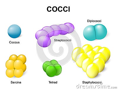 Types of bacteria. cocci Vector Illustration